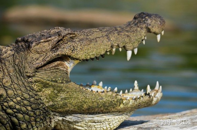 Cá sấu tiền sử dưới đại dương chỉ cần một cú đớp cũng có thể làm thủng bụng ngư long - Ảnh 5.