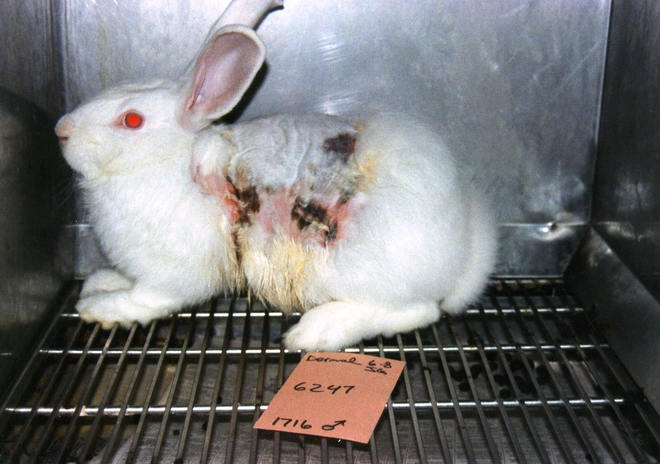 Những hũ da người này sẽ cứu sống hàng triệu động vật thí nghiệm đang xả thân phục vụ ngành công nghiệp mỹ phẩm - Ảnh 3.