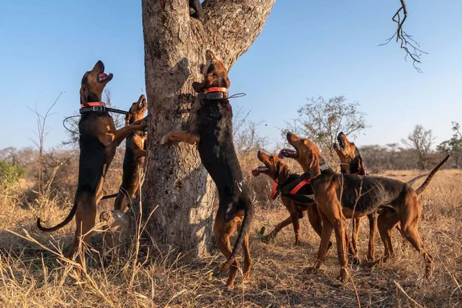 Chó được huấn luyện để bảo vệ động vật hoang dã đã cứu được 45 con tê giác khỏi những kẻ săn trộm - Ảnh 3.