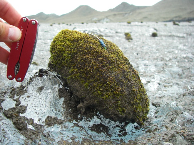 Chuột sông băng: những cục rêu dẻo như bánh nếp biết tự di chuyển làm đau đầu giới khoa học - Ảnh 1.