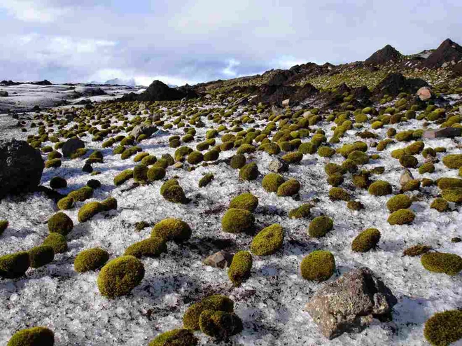 Chuột sông băng: những cục rêu dẻo như bánh nếp biết tự di chuyển làm đau đầu giới khoa học - Ảnh 2.