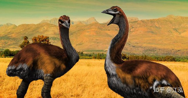 Madagascar phát hiện ra loài chim khổng lồ đầu tiên trong lịch sử có độ cao lên tới 3 mét - Ảnh 5.