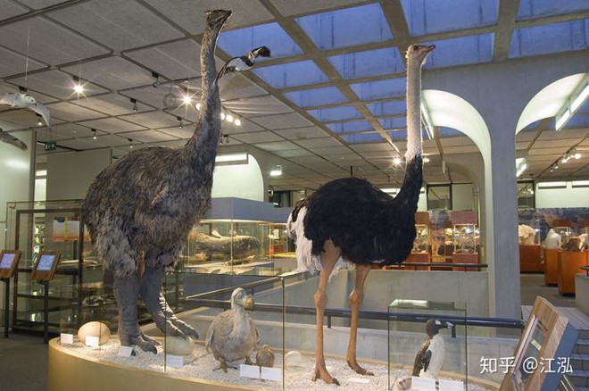 Madagascar phát hiện ra loài chim khổng lồ đầu tiên trong lịch sử có độ cao lên tới 3 mét - Ảnh 9.