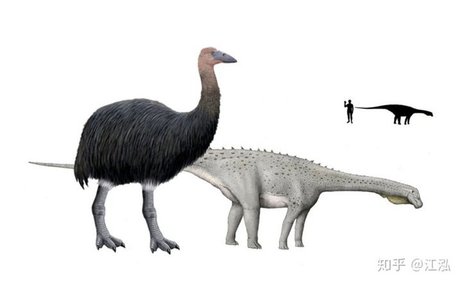 Madagascar phát hiện ra loài chim khổng lồ đầu tiên trong lịch sử có độ cao lên tới 3 mét - Ảnh 7.