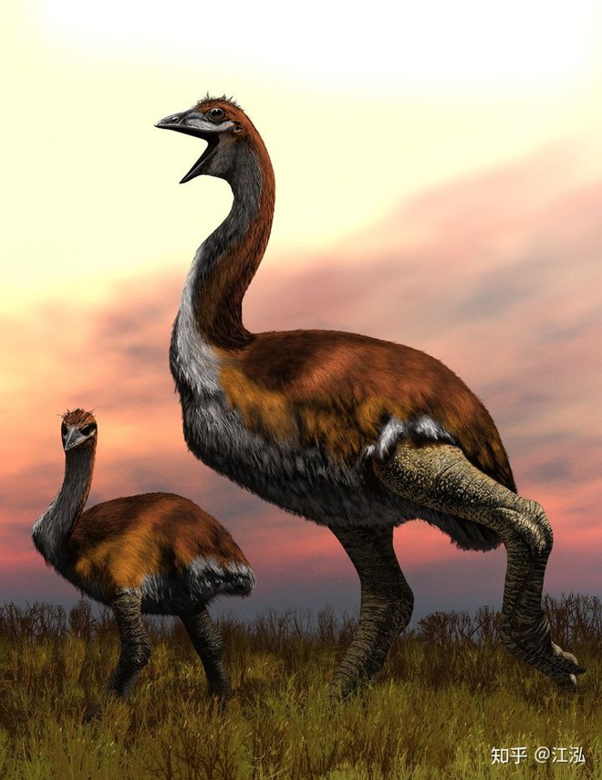 Madagascar phát hiện ra loài chim khổng lồ đầu tiên trong lịch sử có độ cao lên tới 3 mét - Ảnh 11.