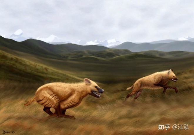 Khám phá bí ẩn của loài linh cẩu thời tiền sử, chúng đã từng sinh sống cả ở Bắc Cực - Ảnh 8.