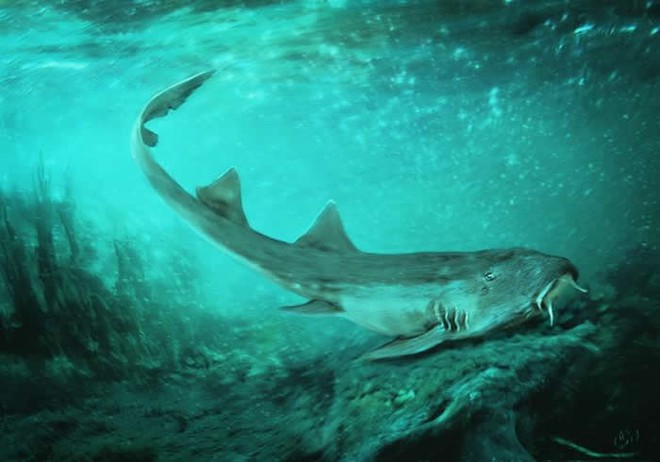 Vô tình phát hiện ra loài cá mập mới trong khi phân loại hóa thạch Tyrannosaurus rex - Ảnh 1.