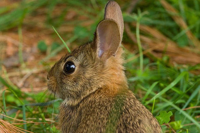 Virus được mệnh danh là bunny Ebola lây lan mạnh, giết chết hàng ngàn con thỏ ở Mỹ - Ảnh 4.