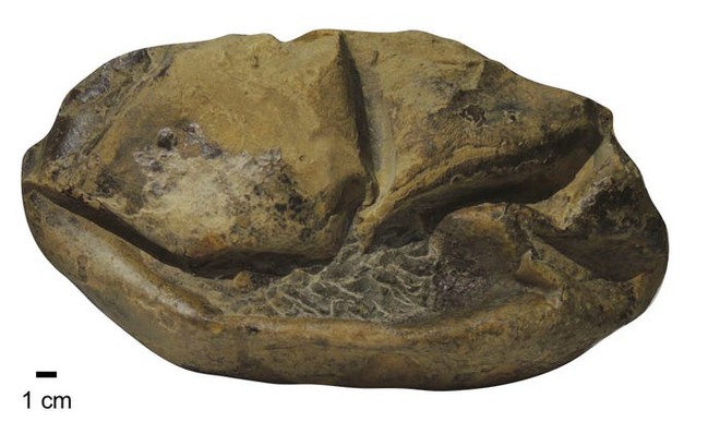 Phát hiện trứng hóa thạch lớn nhất trong thời đại khủng long, nó có thể đến từ một loài bò sát cổ đại chuyên ăn thịt cá mập - Ảnh 2.