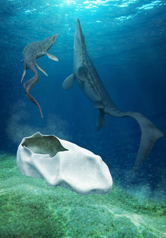 Phát hiện trứng hóa thạch lớn nhất trong thời đại khủng long, nó có thể đến từ một loài bò sát cổ đại chuyên ăn thịt cá mập - Ảnh 3.