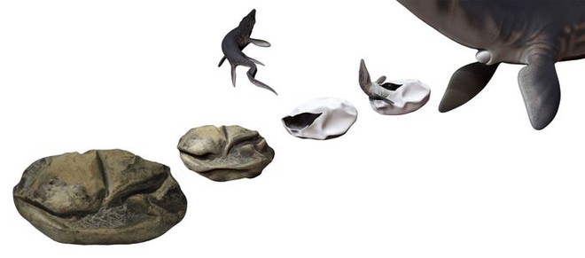 Phát hiện trứng hóa thạch lớn nhất trong thời đại khủng long, nó có thể đến từ một loài bò sát cổ đại chuyên ăn thịt cá mập - Ảnh 4.