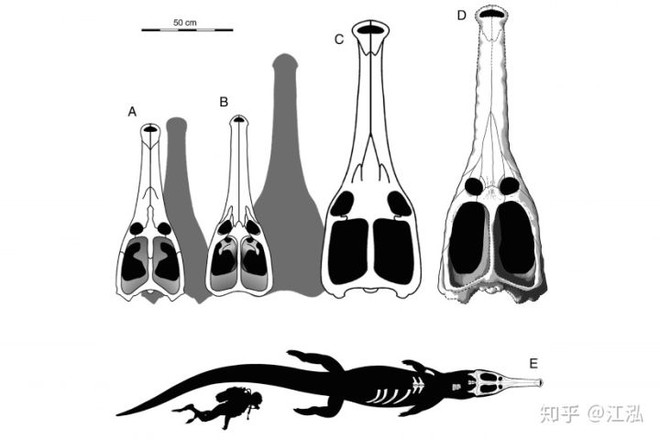 Machimosaurus rex: Loài cá sấu nước mặn to lớn nhất từng được con người phát hiện - Ảnh 11.