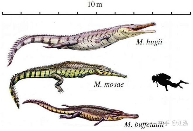 Machimosaurus rex: Loài cá sấu nước mặn to lớn nhất từng được con người phát hiện - Ảnh 13.