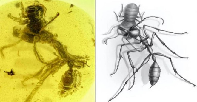 Hóa thạch loài kiến địa ngục vừa được phát hiện tiết lộ cơ chế kẹp con mồi “cực dị” so với loài kiến ngày nay - Ảnh 2.