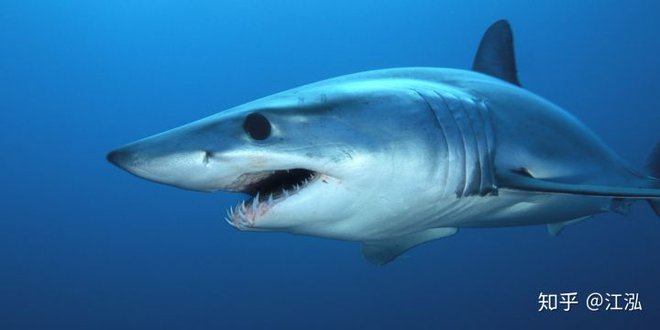 Cretoxyrhina: Loài cá mập thời tiền sử còn đáng sợ hơn cả Megalodon - Ảnh 4.