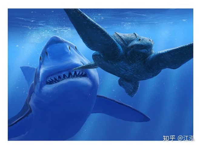 Cretoxyrhina: Loài cá mập thời tiền sử còn đáng sợ hơn cả Megalodon - Ảnh 7.