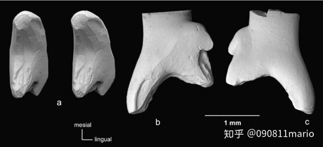 Tìm thấy dấu vết của động vật có vú trên hóa thạch của loài khủng long Mamenchisaurus - Ảnh 6.