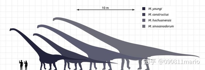 Tìm thấy dấu vết của động vật có vú trên hóa thạch của loài khủng long Mamenchisaurus - Ảnh 2.