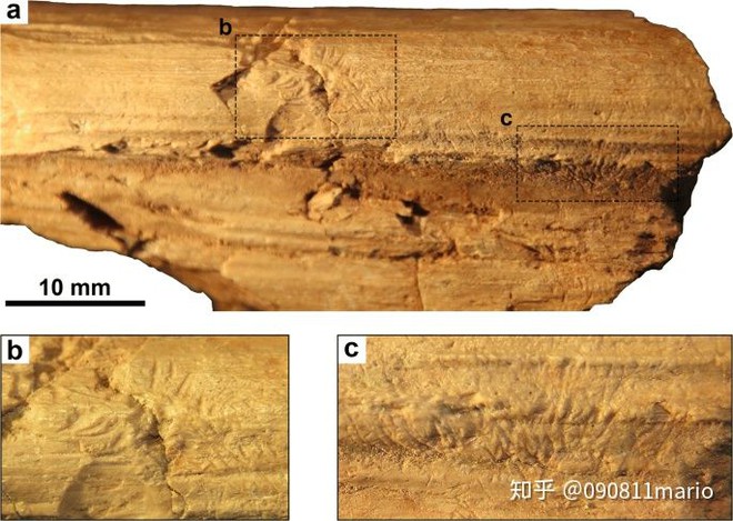 Tìm thấy dấu vết của động vật có vú trên hóa thạch của loài khủng long Mamenchisaurus - Ảnh 3.