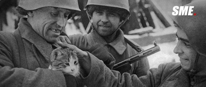 Chiến dịch thả mèo, những người lính dù đáng yêu nhất trong lịch sử được Không quân Hoàng gia Anh đích thân vận chuyển để đối phó với bệnh dịch - Ảnh 11.
