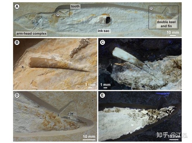 Rhamphorhynchus: Loài thằn lằn bay tí hon sở hữu hàm răng của tử thần - Ảnh 10.