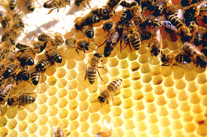 Kiến và ong có thể dạy chúng ta điều gì về cách phòng chống dịch bệnh? - Ảnh 2.