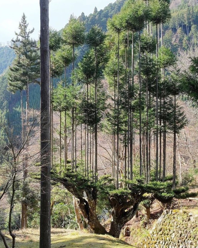 Tìm hiểu về kỹ thuật trồng cây cổ xưa Daisugi giúp tạo ra nhiều cây gỗ mới từ một gốc cây - Ảnh 5.