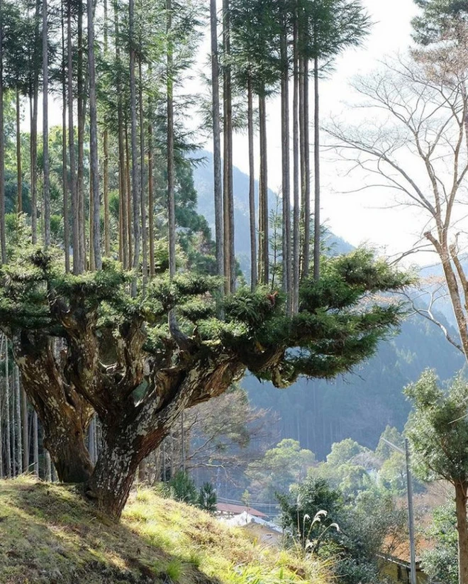 Tìm hiểu về kỹ thuật trồng cây cổ xưa Daisugi giúp tạo ra nhiều cây gỗ mới từ một gốc cây - Ảnh 4.