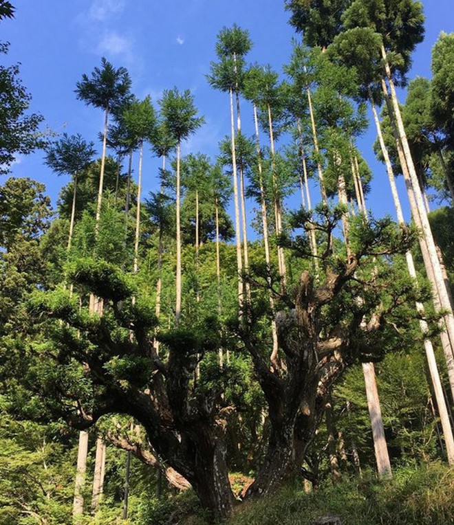 Tìm hiểu về kỹ thuật trồng cây cổ xưa Daisugi giúp tạo ra nhiều cây gỗ mới từ một gốc cây - Ảnh 7.