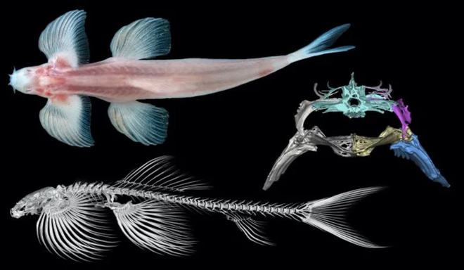 Nghiên cứu chỉ ra phải có tới hơn một chục loài cá Châu Á có thể đi bộ trên mặt đất - Ảnh 2.