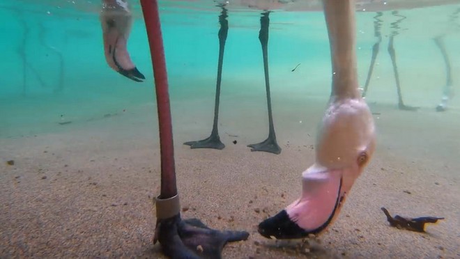Thú vị cách chim hồng hạc kiếm ăn dưới nước được hé lộ thông qua camera giấu kín dưới nước - Ảnh 1.