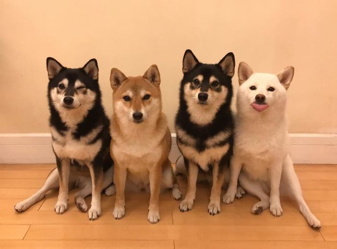 Con chó Shiba Inu nổi tiếng cộng đồng vì chuyên phá hỏng các bức ảnh chụp nhóm - Ảnh 2.