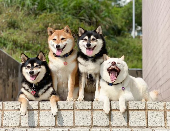 Con chó Shiba Inu nổi tiếng cộng đồng vì chuyên phá hỏng các bức ảnh chụp nhóm - Ảnh 3.