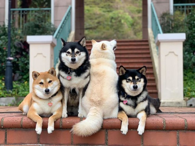 Con chó Shiba Inu nổi tiếng cộng đồng vì chuyên phá hỏng các bức ảnh chụp nhóm - Ảnh 4.