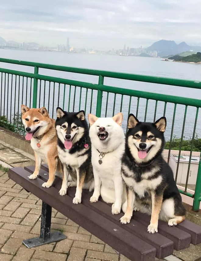 Con chó Shiba Inu nổi tiếng cộng đồng vì chuyên phá hỏng các bức ảnh chụp nhóm - Ảnh 5.