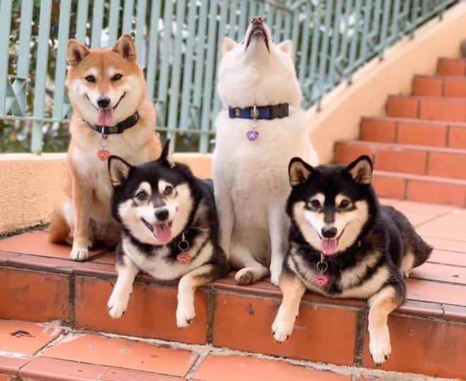 Con chó Shiba Inu nổi tiếng cộng đồng vì chuyên phá hỏng các bức ảnh chụp nhóm - Ảnh 7.