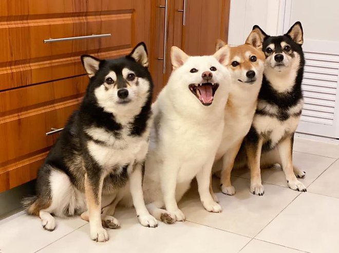 Con chó Shiba Inu nổi tiếng cộng đồng vì chuyên phá hỏng các bức ảnh chụp nhóm - Ảnh 8.