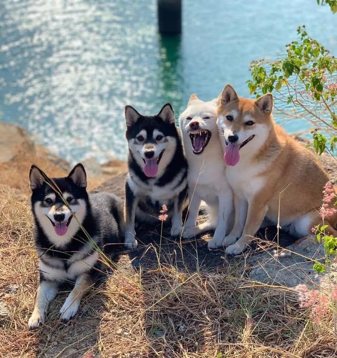 Con chó Shiba Inu nổi tiếng cộng đồng vì chuyên phá hỏng các bức ảnh chụp nhóm - Ảnh 9.