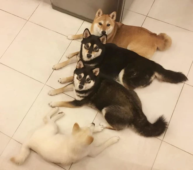 Con chó Shiba Inu nổi tiếng cộng đồng vì chuyên phá hỏng các bức ảnh chụp nhóm - Ảnh 10.