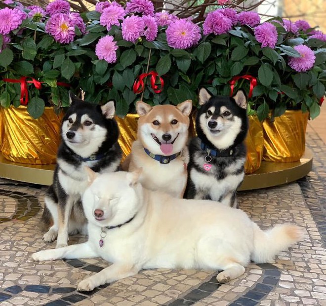 Con chó Shiba Inu nổi tiếng cộng đồng vì chuyên phá hỏng các bức ảnh chụp nhóm - Ảnh 11.