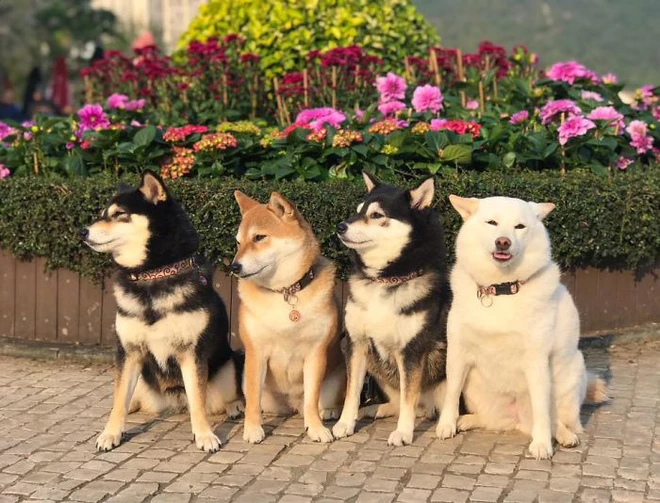 Con chó Shiba Inu nổi tiếng cộng đồng vì chuyên phá hỏng các bức ảnh chụp nhóm - Ảnh 12.