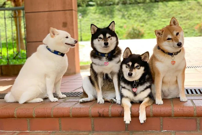 Con chó Shiba Inu nổi tiếng cộng đồng vì chuyên phá hỏng các bức ảnh chụp nhóm - Ảnh 13.
