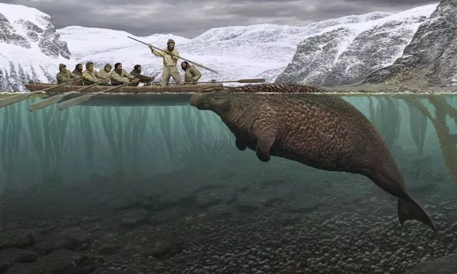 Chỉ mất 27 năm từ khi phát hiện ra đến khi tuyệt chủng, chuyện gì đã xảy ra với con vật khổng lồ dưới biển này? - Ảnh 1.