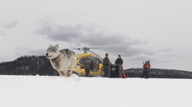 Những con sói Canada được cưỡi máy bay đột nhập vào Michigan để thực hiện một nhiệm vụ vô cùng đặc biệt - Ảnh 2.