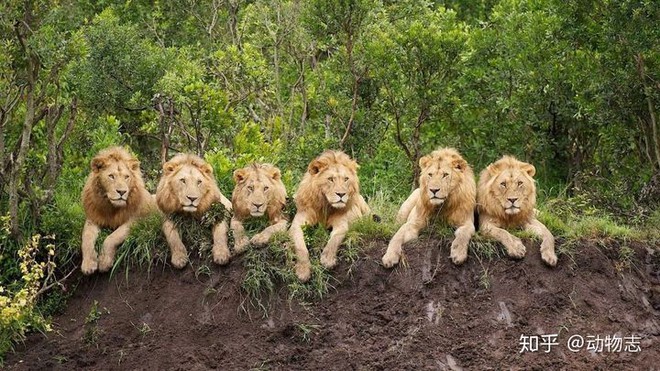 Trong liên minh sư tử, có phải mọi con đực đều có quyền giao phối không? - Ảnh 1.
