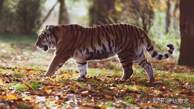 Báo đốm, loài báo to lớn nhất và hổ Sumatra, loài hổ nhỏ bé nhất, loài nào mạnh hơn? - Ảnh 6.