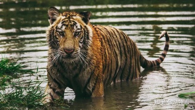 Báo đốm, loài báo to lớn nhất và hổ Sumatra, loài hổ nhỏ bé nhất, loài nào mạnh hơn? - Ảnh 2.
