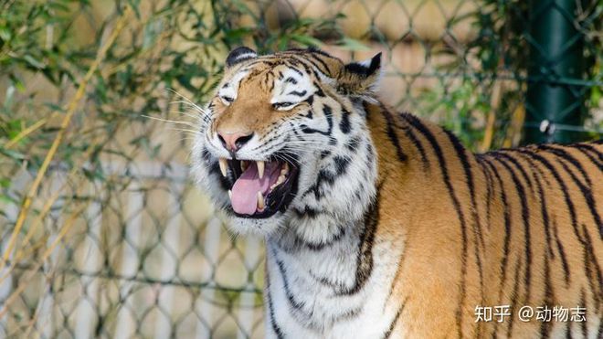 Báo đốm, loài báo to lớn nhất và hổ Sumatra, loài hổ nhỏ bé nhất, loài nào mạnh hơn? - Ảnh 4.