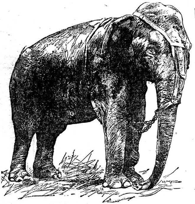 Câu chuyện đau lòng về chú voi Topsy và cuộc hành quyết công khai để thử sức mạnh của điện - Ảnh 1.