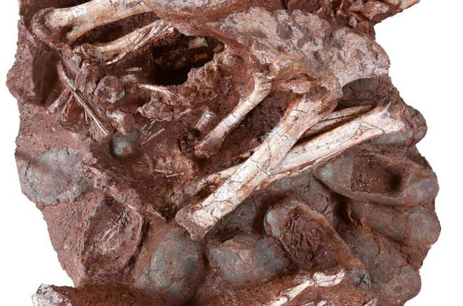 Phát hiện hóa thạch khủng long chết trong khi đang ấp trứng với những con non đang nở - Ảnh 1.